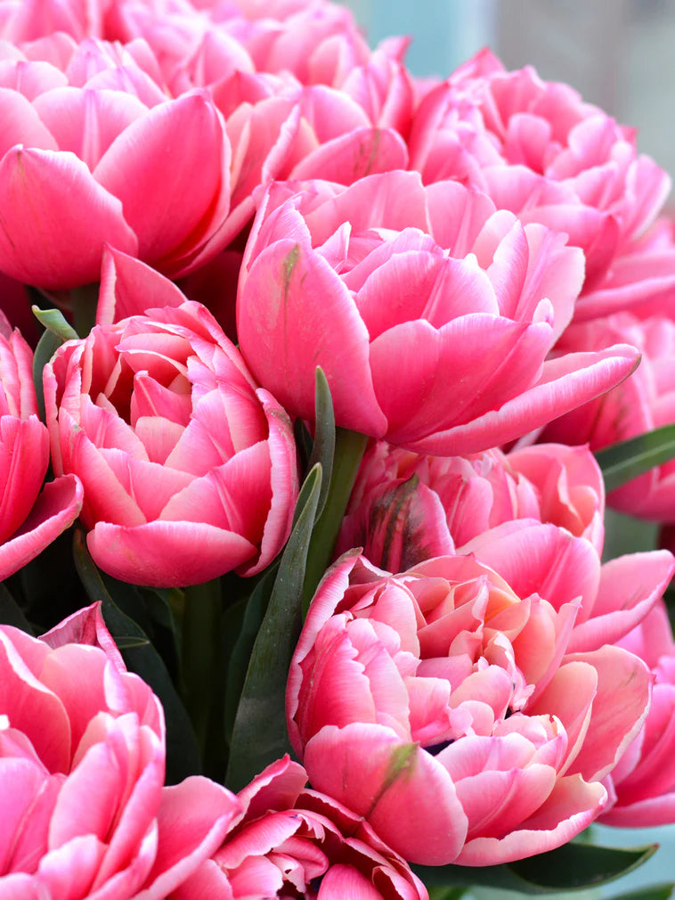 Tulip Bulbs Columbus Double