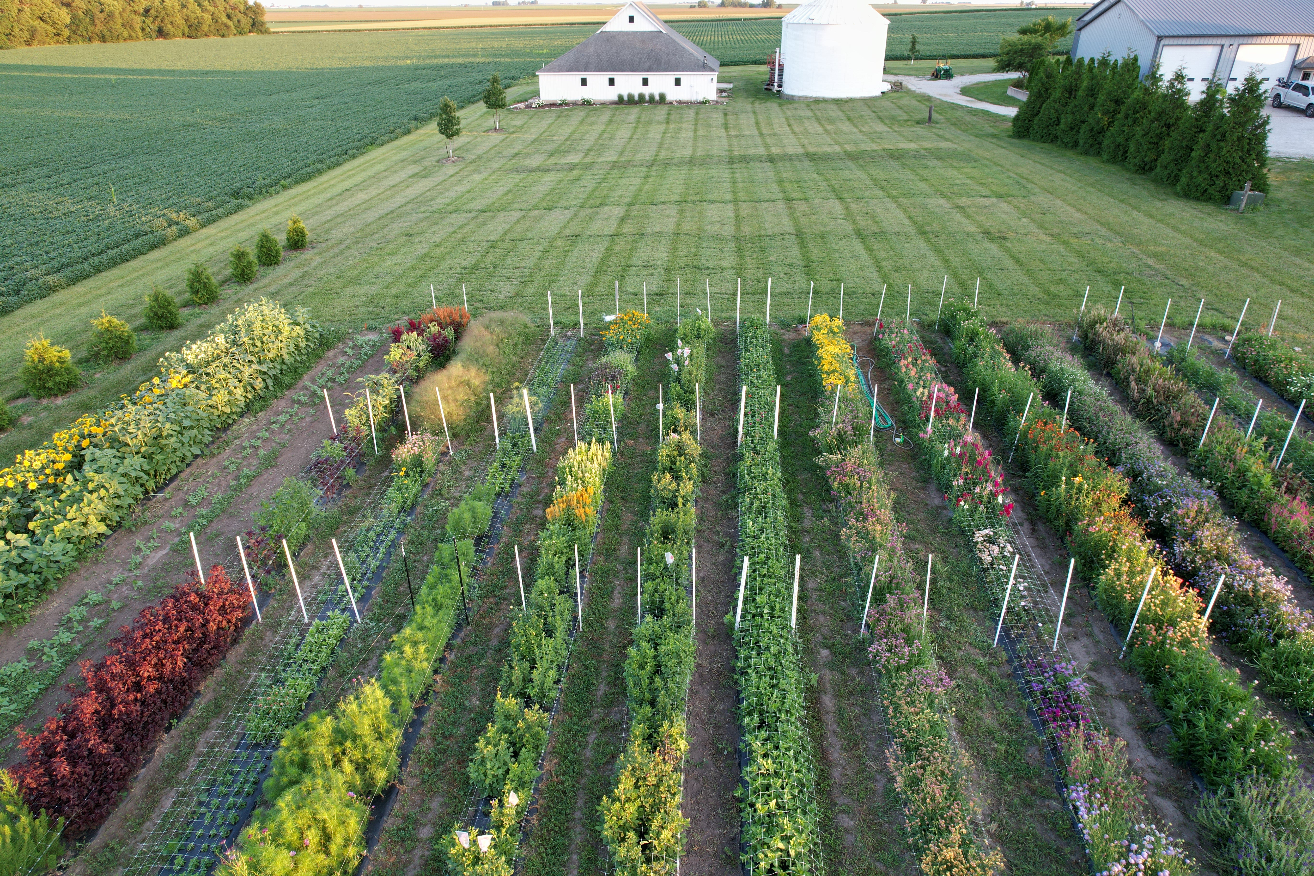Aerial view of Graceful Acres flower farm fields in Monticello, Illinois