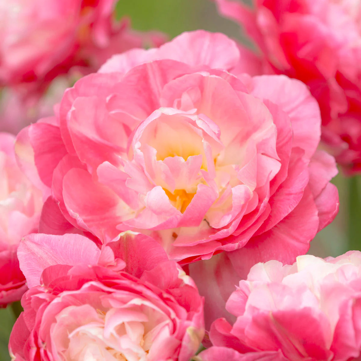 Tulip Bulbs Double Sugar