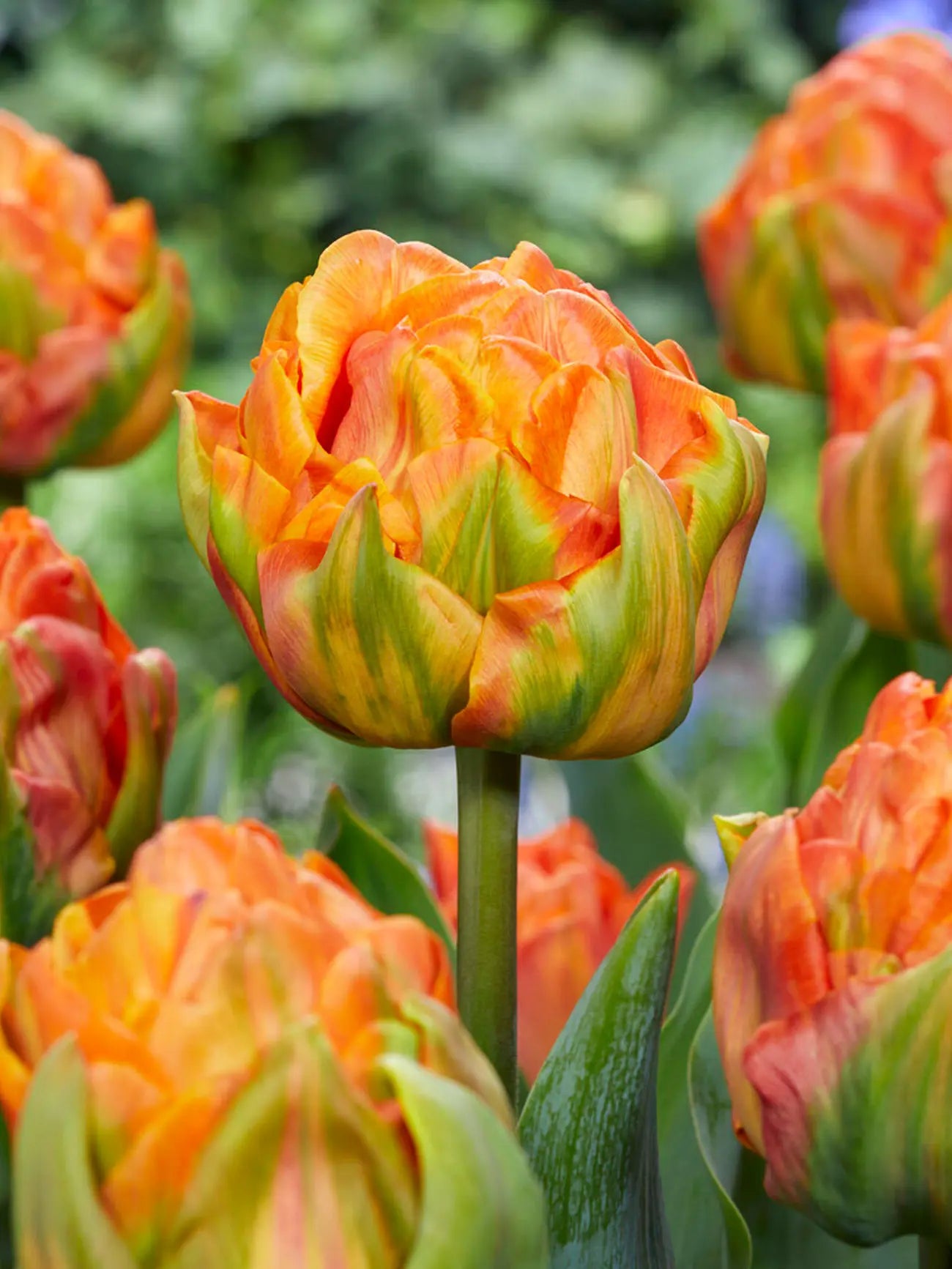 Tulip Bulbs Lorenzo