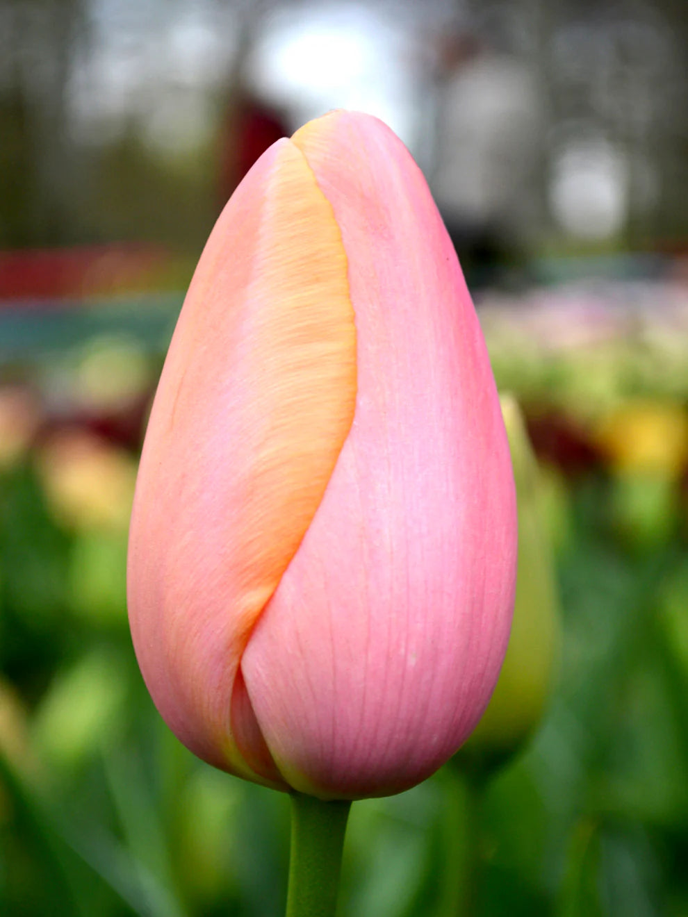 Tulip Bulbs Menton