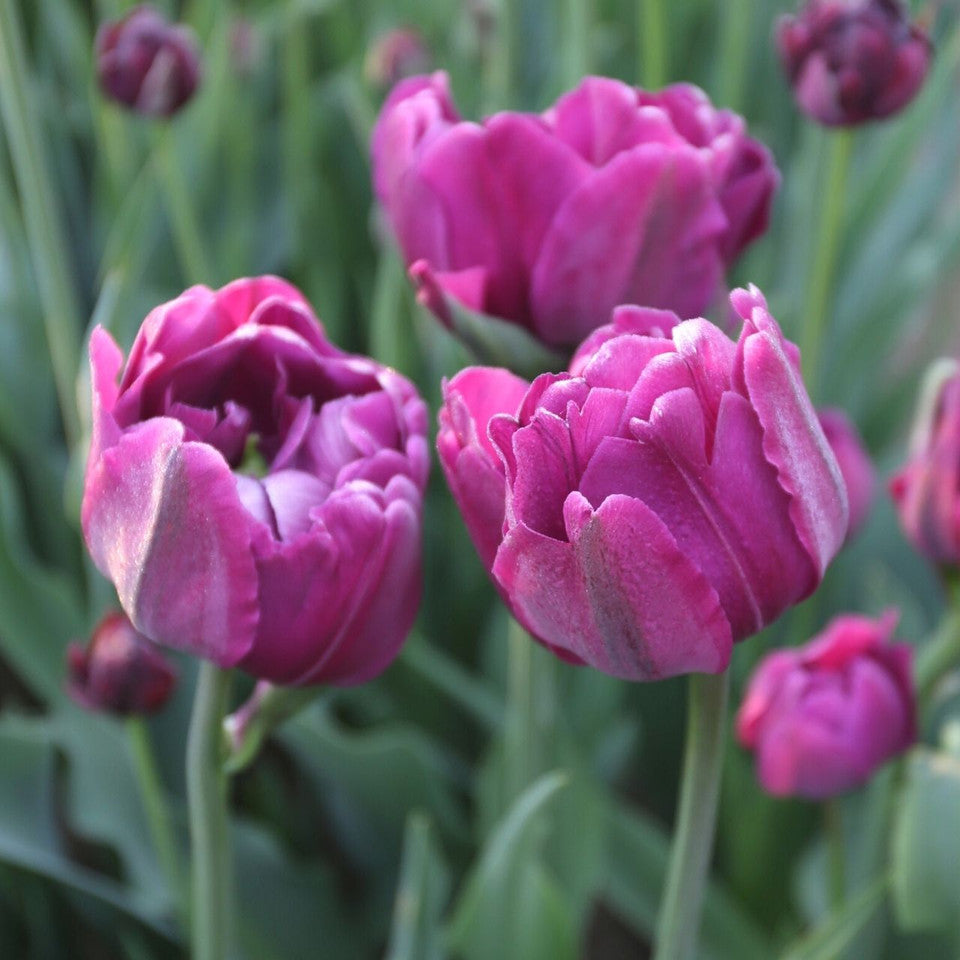 Tulip Bulb Double Negrita
