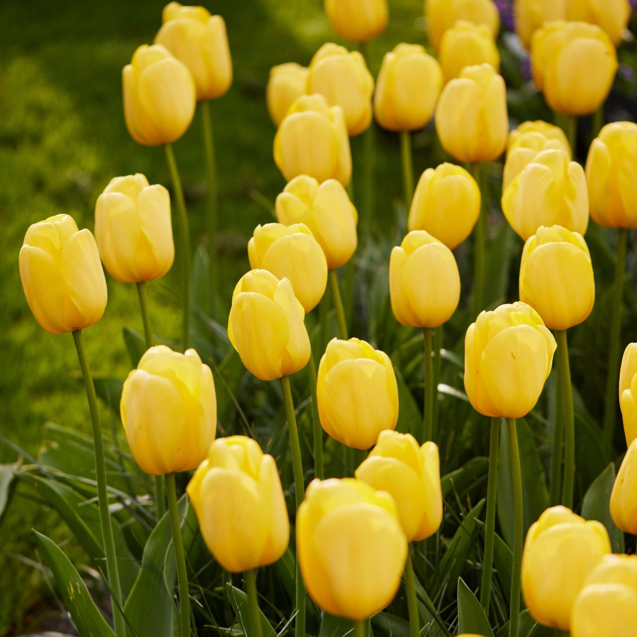 Tulip Bulbs Novi Sun