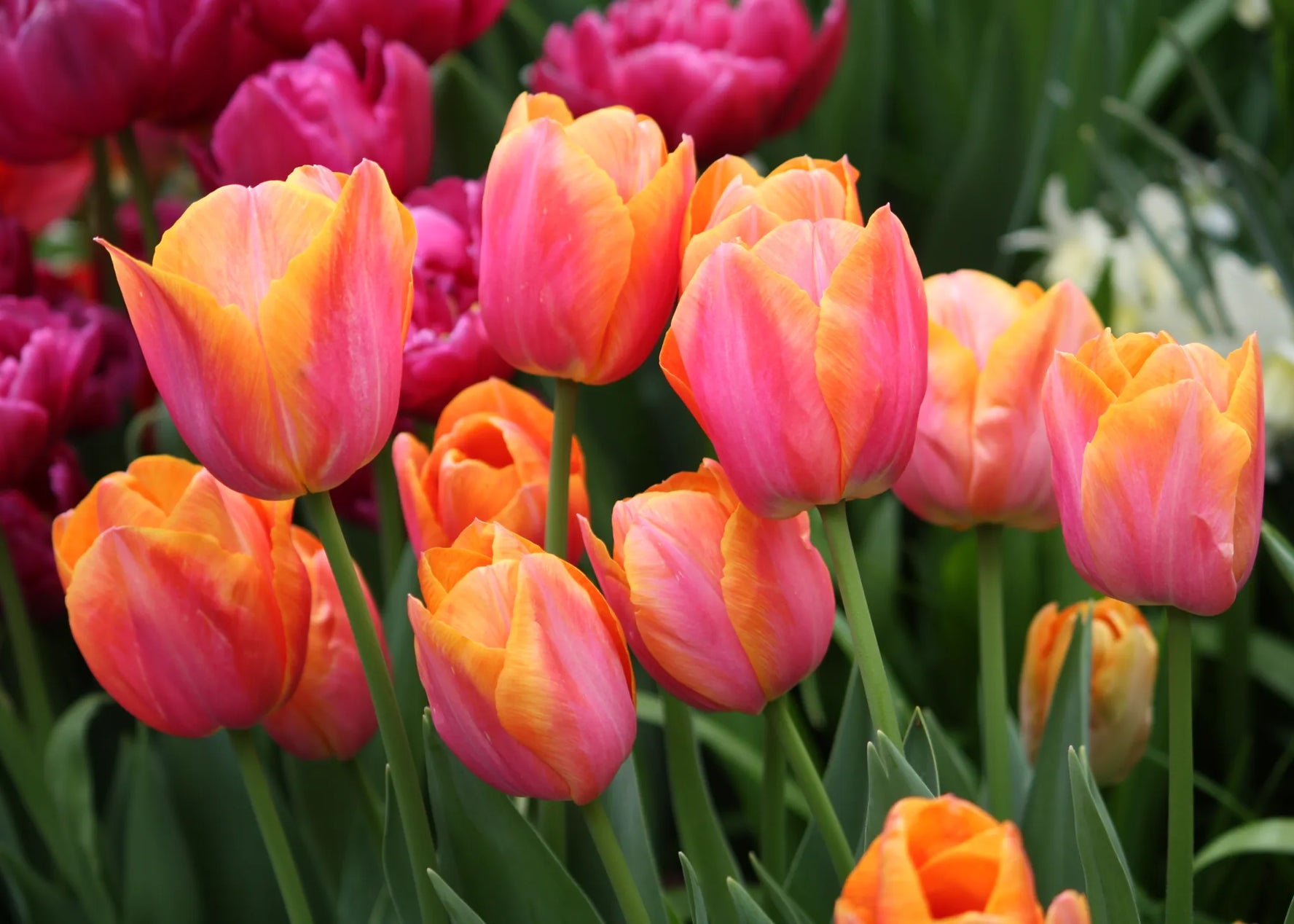Tulip Bulbs Triumph Orange Dynasty