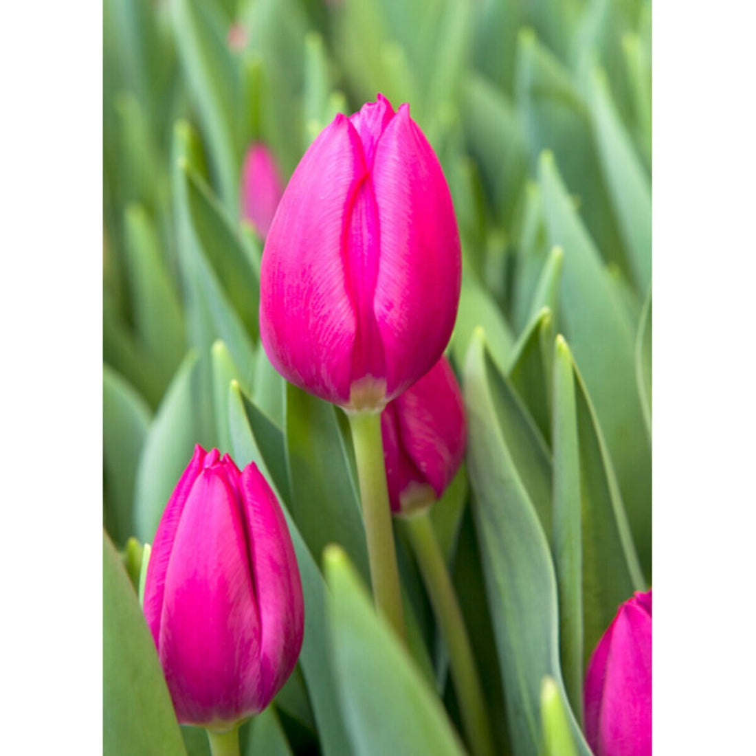 Tulip Bulbs Triumph Pink Ardour