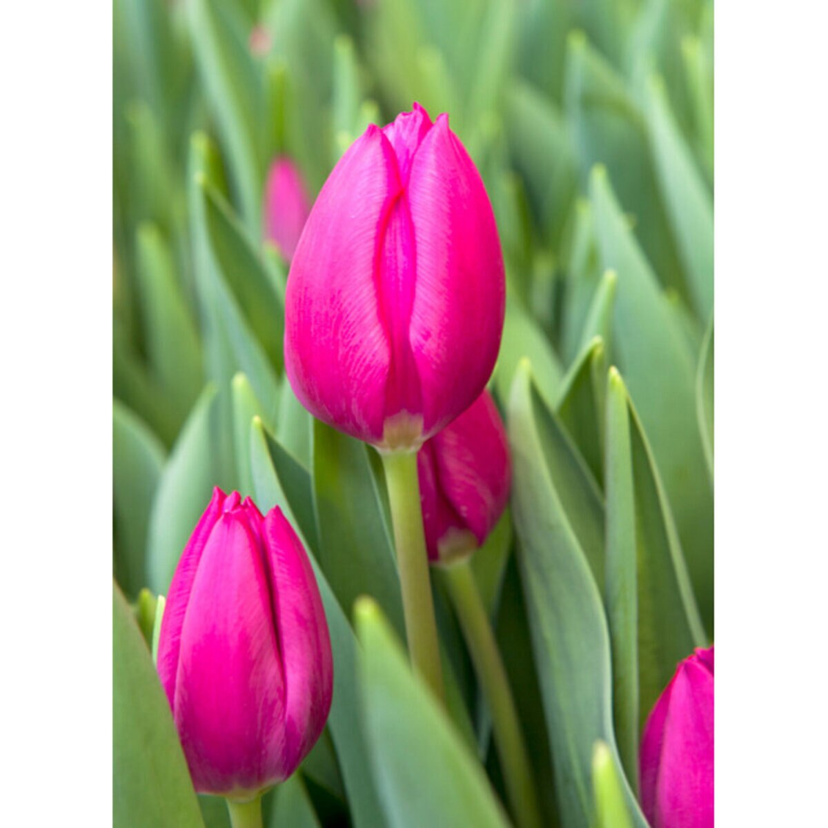 Tulip Bulbs Triumph Pink Ardour