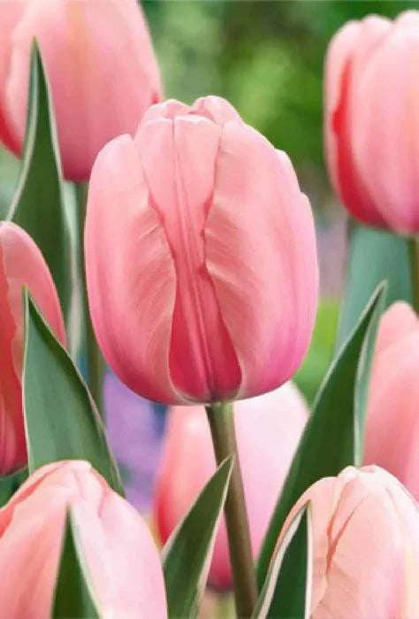 Salmon Impression tulip