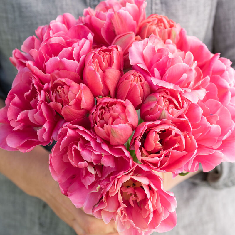 Tulip Bulbs Sunset Tropical Double