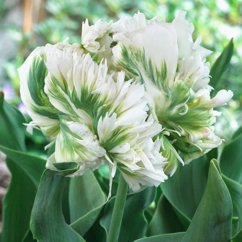Tulip Bulbs Super Parrot